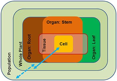 Engineering Drought Resistance in Forest Trees
